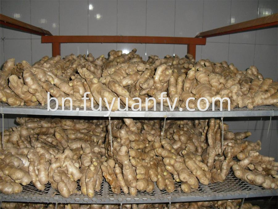 air dried ginger